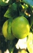 Bergamot reggio