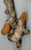 Curcuma wortel