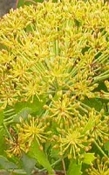 Galbanum India