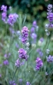 Lavendel  Mont Blanc