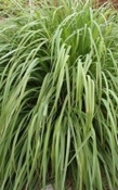 Lemongrass