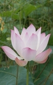 Lotus Rose