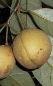 Nootmuskaat biologisch
