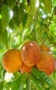 Sinaasappel Bloed