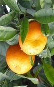 Tangerine