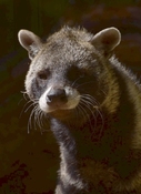 Civet olie