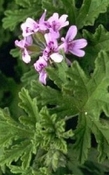 Geranium China