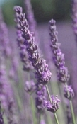 Lavendel Kasjmir