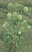 Engelwortel India