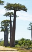 Baobab