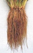 Vetiver India