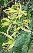 Ylang Ylang hydrosol bio