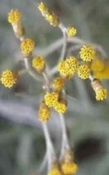 Helichryse hydrosol bio
