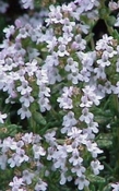 Tijm hydrosol bio