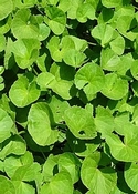 Centella maceraat