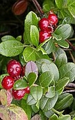 Cranberry zaadolie