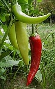 Chilipeper