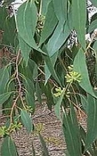 Eucalyptus Pepermunt