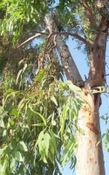 Eucalyptus biologisch  80-85