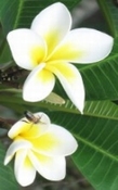 Frangipani 50%