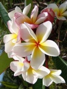 Frangipani in Jojoba