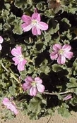 Geranium  roos