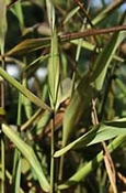 Palmarosa hydrosol bio