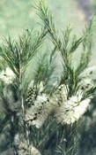 Tea Tree hydrosol bio