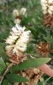 melaleuca oliën