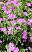 Geranium hydrolaat