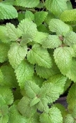 Melisse etherische olie in Jojoba