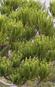 Araucaria