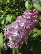 Sering parfum olie