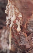 Olibanum (wierook) parfum olie