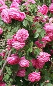 Roos wild parfum olie