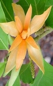 Magnolia parfum olie