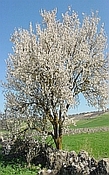 Amandel olie koudgeperst