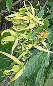 Ylang Ylang Commoren extra