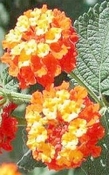 Lantana