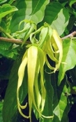 Ylang Ylang India