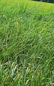 Gras parfum olie