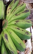 groene Banaan parfum olie