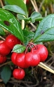 Wintergreen China
