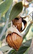 Jojoba virgin Californië