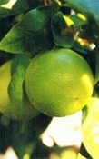 Bergamot natuurlijk