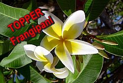 Frangipani absolue