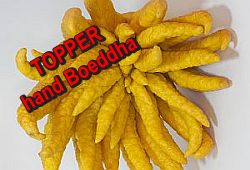 Citrus medica, de han d van Buddha